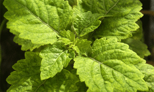 patchouli plant