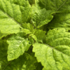 patchouli plant